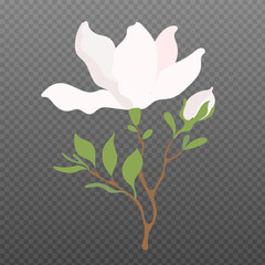 White Magnolia Flowers in Flat Style. Elegant Blooming Branch with Green Leaves. Minimalist Botanical Vector Illustration on transparent background.
