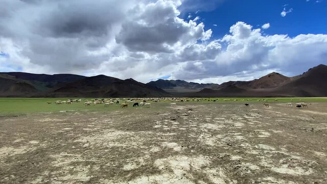 A herd of Pashmina wool goats graze near the Himalayan mountains in Rhongo Ladakh, India.