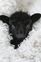 A cute black lamb wrapped in white wool blankets,  peeking out from it. Cute and funny animal wallpaper