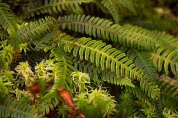 Green ferns and moss in the forest, background