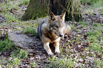 loup