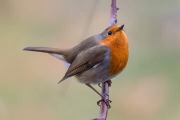 Un pettirosso (Erithacus rubecula) è in posa vigile e attento, con lo sguardo rivolto leggermente verso l'alto.