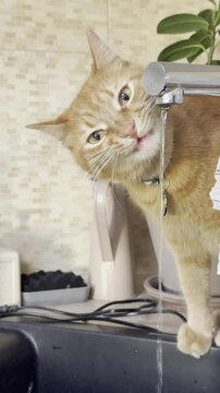 Cat plays with water from a kitchen faucet in close up