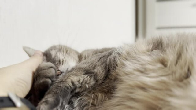 Cat enjoys gentle petting while relaxing indoors