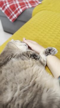 Cat relaxes comfortably while being petted on a couch