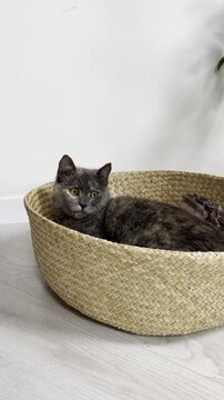 Cat relaxing in cozy woven basket at home