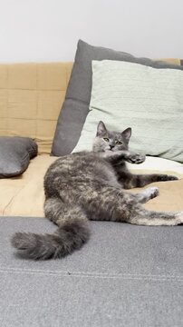 Cat relaxing comfortably on a cozy couch