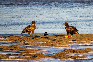 Sea eagle from Getterön, Varberg in Sweden. It was a cold sunny morning in Januari 2005.