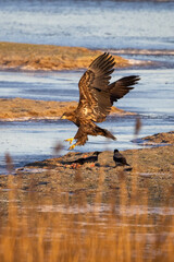 Sea eagle from Getterön, Varberg in Sweden. It was a cold sunny morning in Januari 2005.