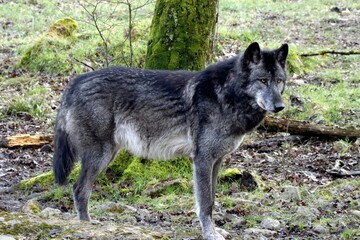 loup