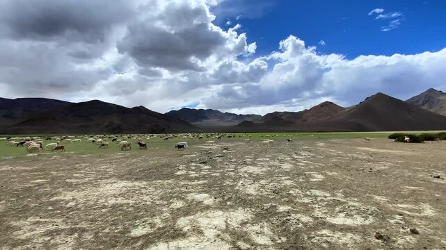A herd of Pashmina wool goats graze near the Himalayan mountains in Rhongo Ladakh, India.