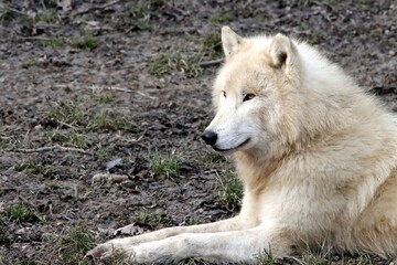 Fototapeta premium loup