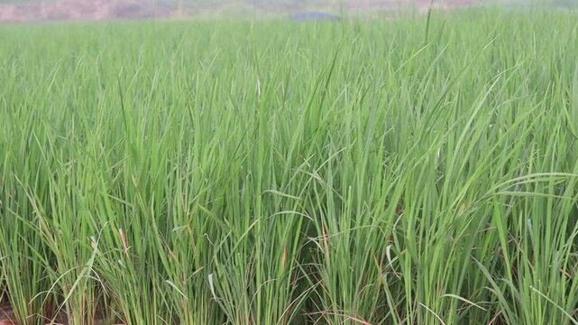 green colored paddy tree footage