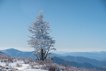 A lone frost-covered tree stands resilient against the backdrop of snow-draped mountains and a crystal-clear blue sky. Roan Mountain, North Carolina, USA 01202025







