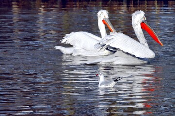 pélicans