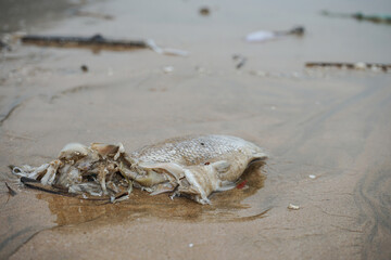Dead fish on the beach, close-up
