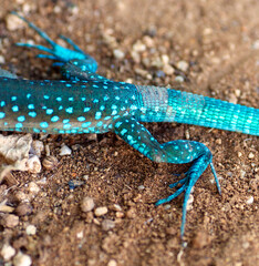 turquoise lizard in the sand