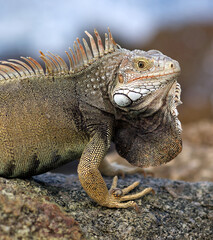 Fototapeta premium iguana on a rock