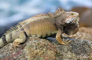 iguana on a rock