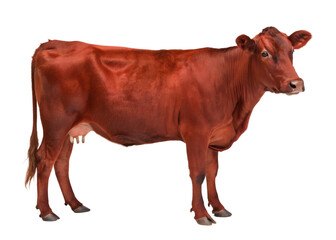 Side view of red cow standing isolated on white background generated with AI