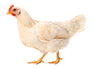Side view of white or cream hen or chicken standing isolated on white background generated with AI