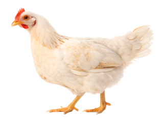 Side view of white or cream hen or chicken standing isolated and generated with AI in png file format