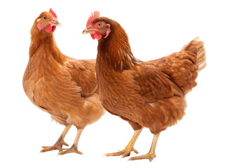 Side view of two brown hens or chickens standing isolated on white background generated with AI
