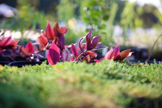 Purple Leaf Plant: Lush purple leaf plant in a garden setting, ideal for content focused on gardening and plant aesthetics.
