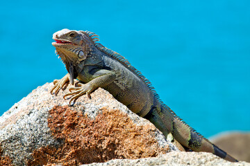 iguana on the rock