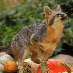 Gray Fox and Gourds: Charming gray fox perched on assorted pumpkins and gourds, a picturesque snapshot of wildlife in the fall.
