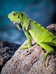 Green iguana