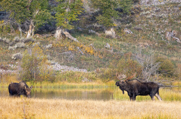 Bull and Cow Moose Rutting in Autumn in Grand Teton National Park Wyoming