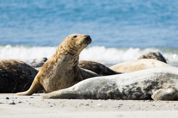 Fototapeta premium A harbour seal (Phoca vitulina) lying on a beach on the island of Heligoland in Germany. Seal colony. Portrait photo of a seal