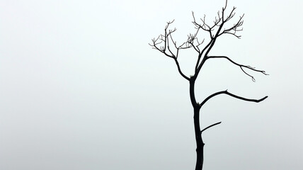 Fototapeta premium solitary tree stands against foggy backdrop, its bare branches reaching out in haunting silhouette, evoking profound sense of clarity amidst fog of confusion