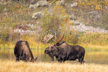 Bull and Cow Moose Rutting in Autumn in Grand Teton National Park Wyoming