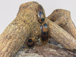 Group of Blaberus giganteus cockroaches on a log inside a terrarium. Perfect for biodiversity, entomology, and exotic insect content.
