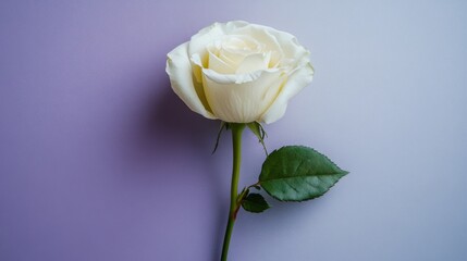 A white rose on a purple and gray background in a minimalist style. White rose alone in a simple layout and elegant details.