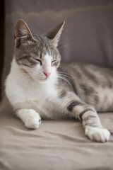 Domestic portrait of a cat pet