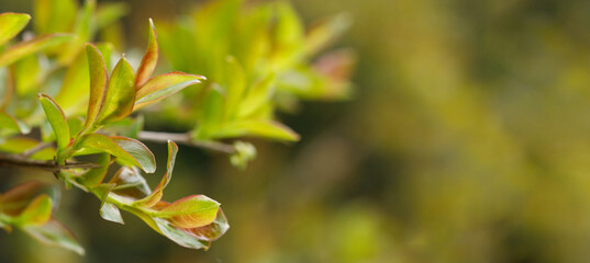 Green leaves closeup on abstract greenery blurred background