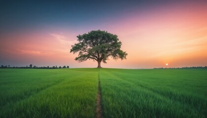Obraz premium Lone tree in a tranquil mood standing in a green field at sunset