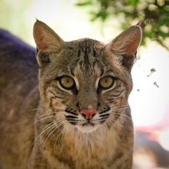 Intense Bobcat: Sharp gaze of a bobcat in nature, detailed fur texture, subtly lit by natural light, perfect for wildlife enthusiasts.
