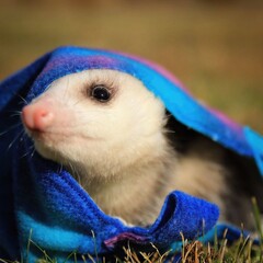 Curious Opossum: Adorable opossum peeking from a blue blanket, cute nose, and curious eyes,...