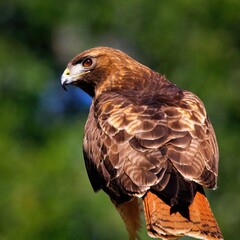 Red-tailed Hawk: Red-tailed hawk perched, looking back over its shoulder, detailed plumage, vibrant natural background.
