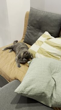Cozy cat relaxing on couch with colorful pillows