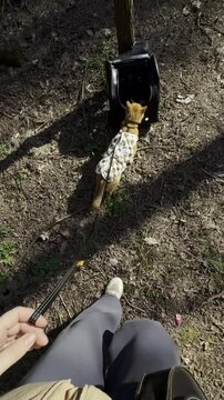 Cat walking adventure in a forest trail