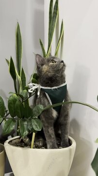 Cat exploring plant pot in indoor garden setting