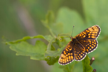 Butterfly on a green plant in the wild