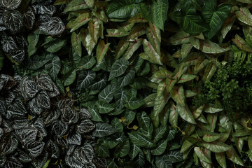 Fototapeta premium Mixed leaves, green leaves, abstract texture, tropical leaves, natural dark green background.