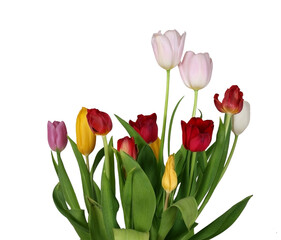 Spring tulips flowers isolated 