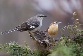mockingbird and wren sitting on perch